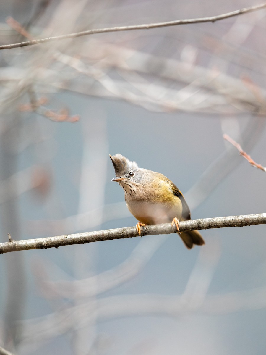 Югина темнокрила - ML646230092