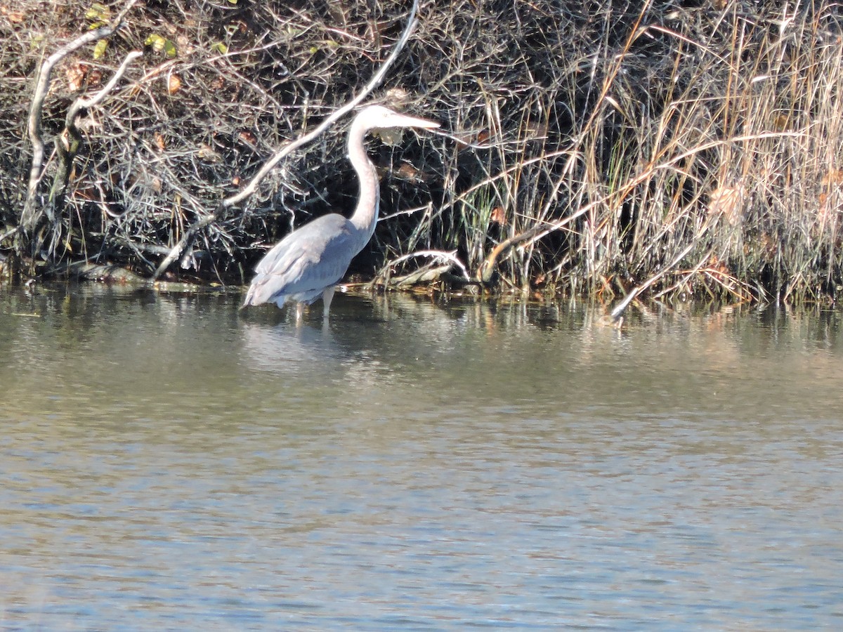 volavka velká - ML646230094