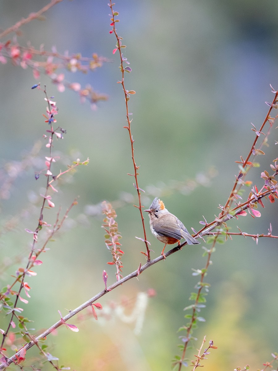 Rufous-vented Yuhina - ML646230095