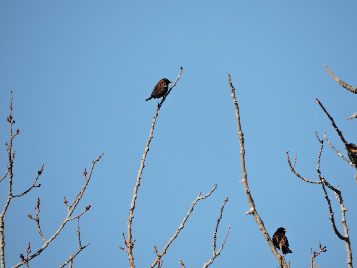 vlhovec červenokřídlý - ML646230098