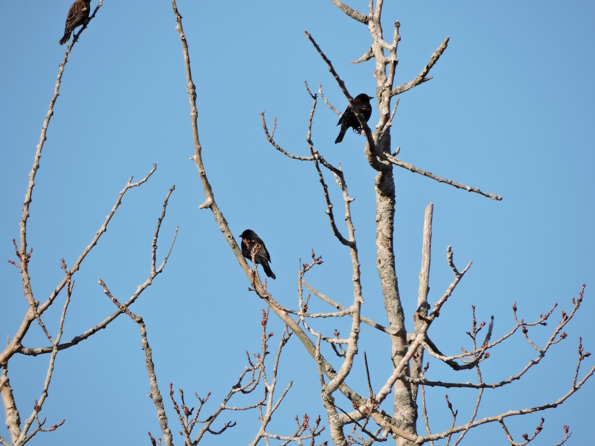 vlhovec červenokřídlý - ML646230099