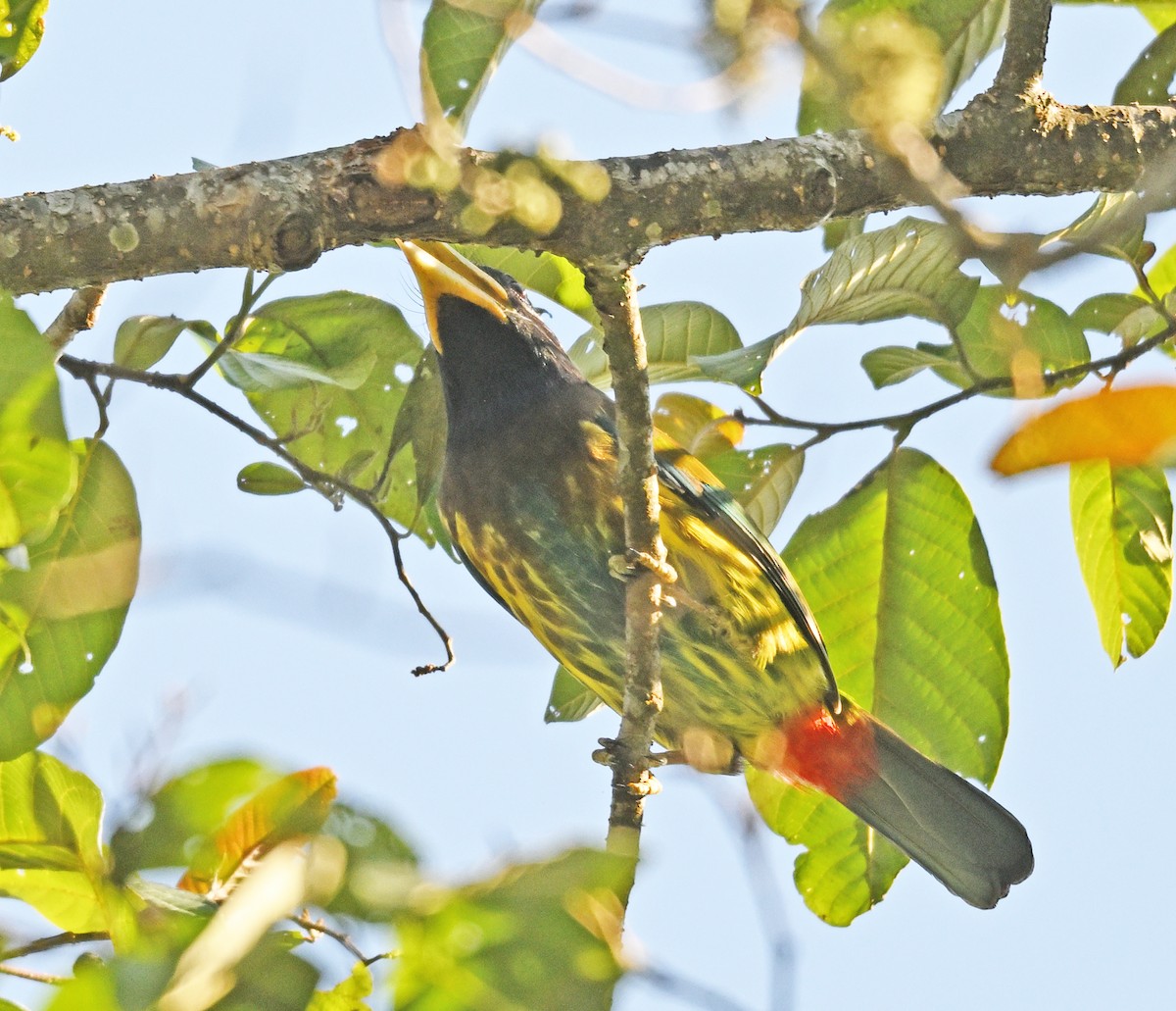 barbet velký - ML646230101