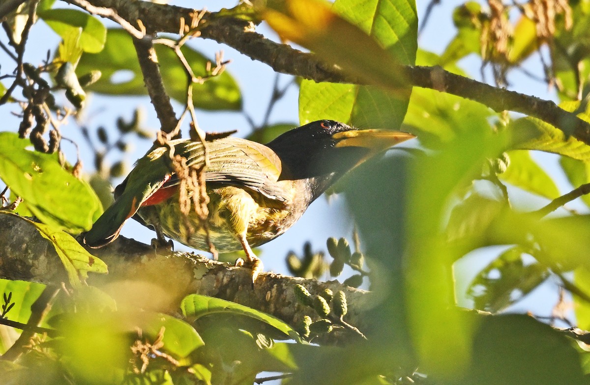 barbet velký - ML646230103