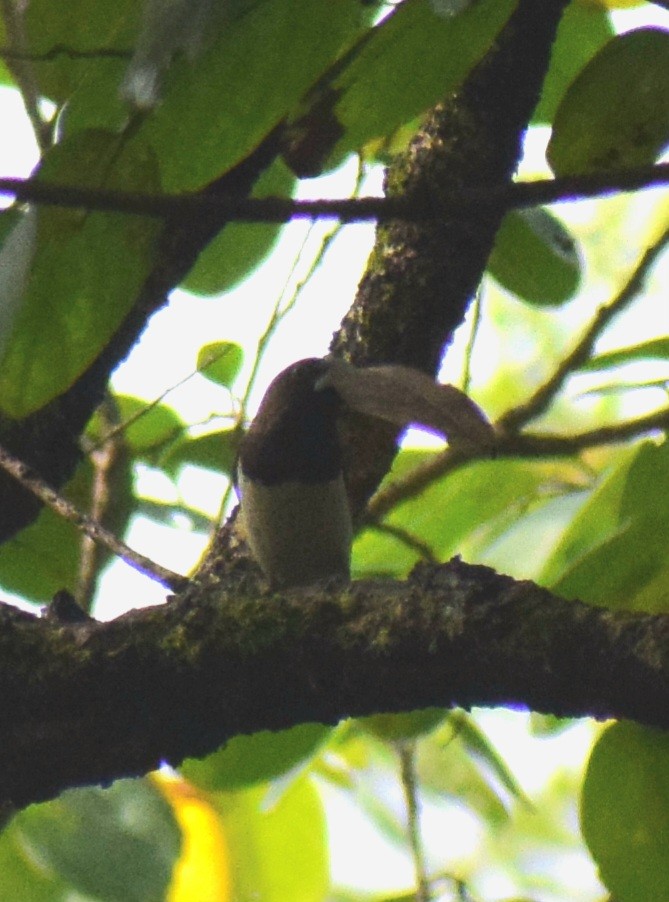 白腰文鳥 - ML646230110