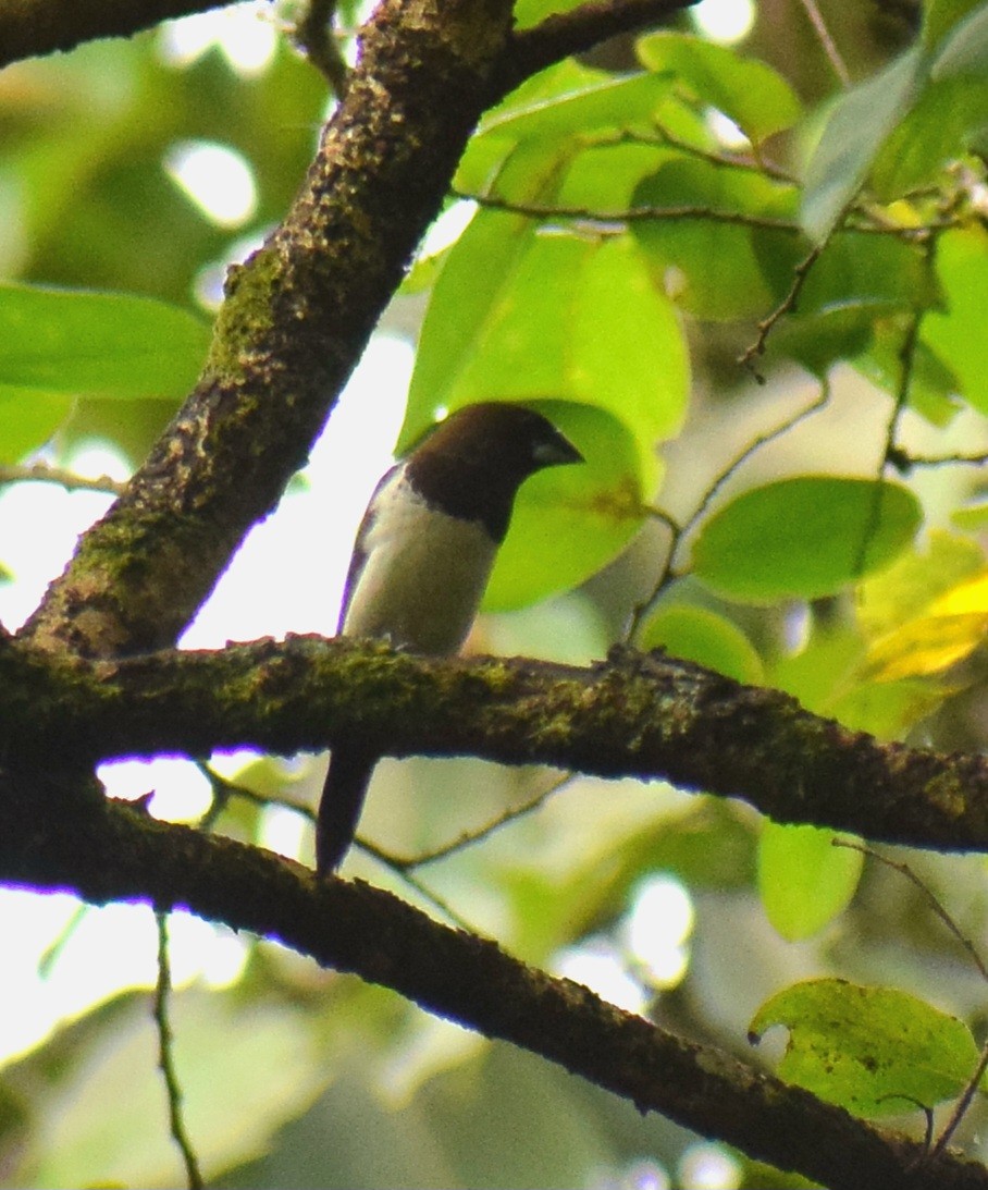 白腰文鳥 - ML646230111