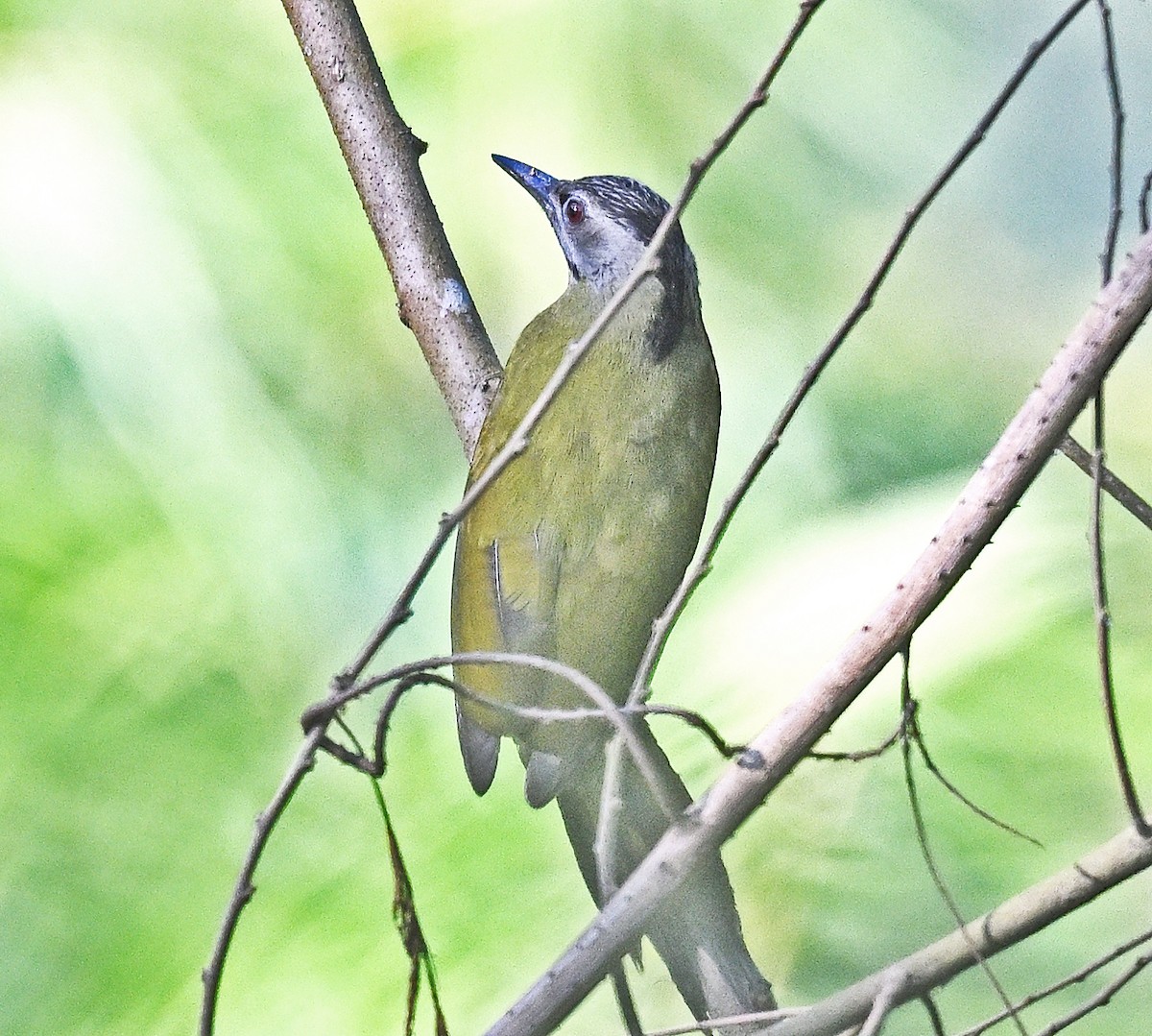 Pic cendré - ML646230112