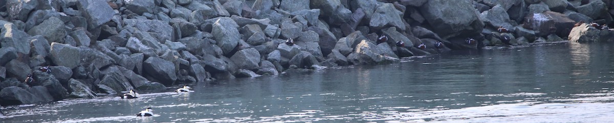Harlequin Duck - ML646230114