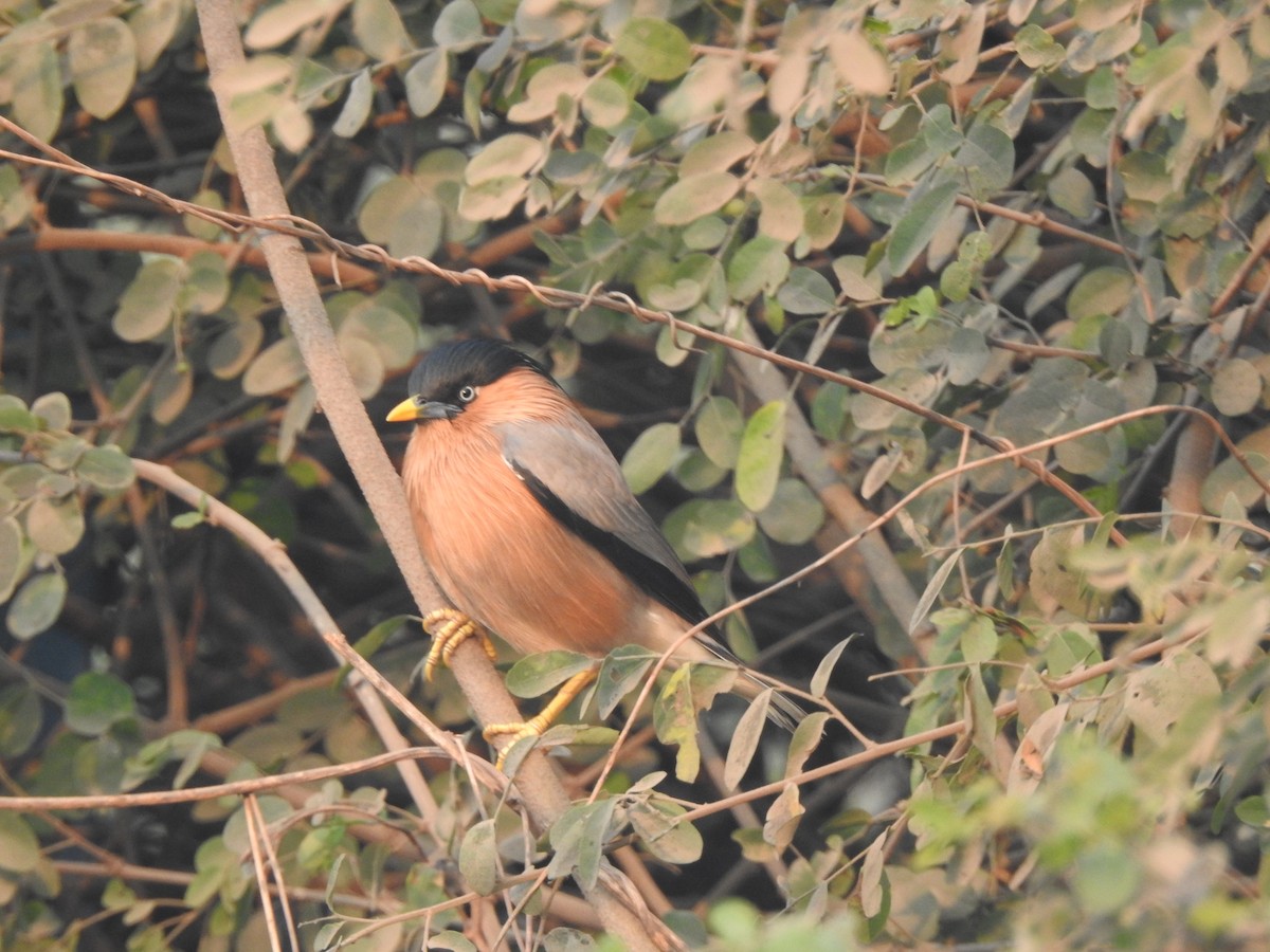 Brahminy Starling - ML646230117