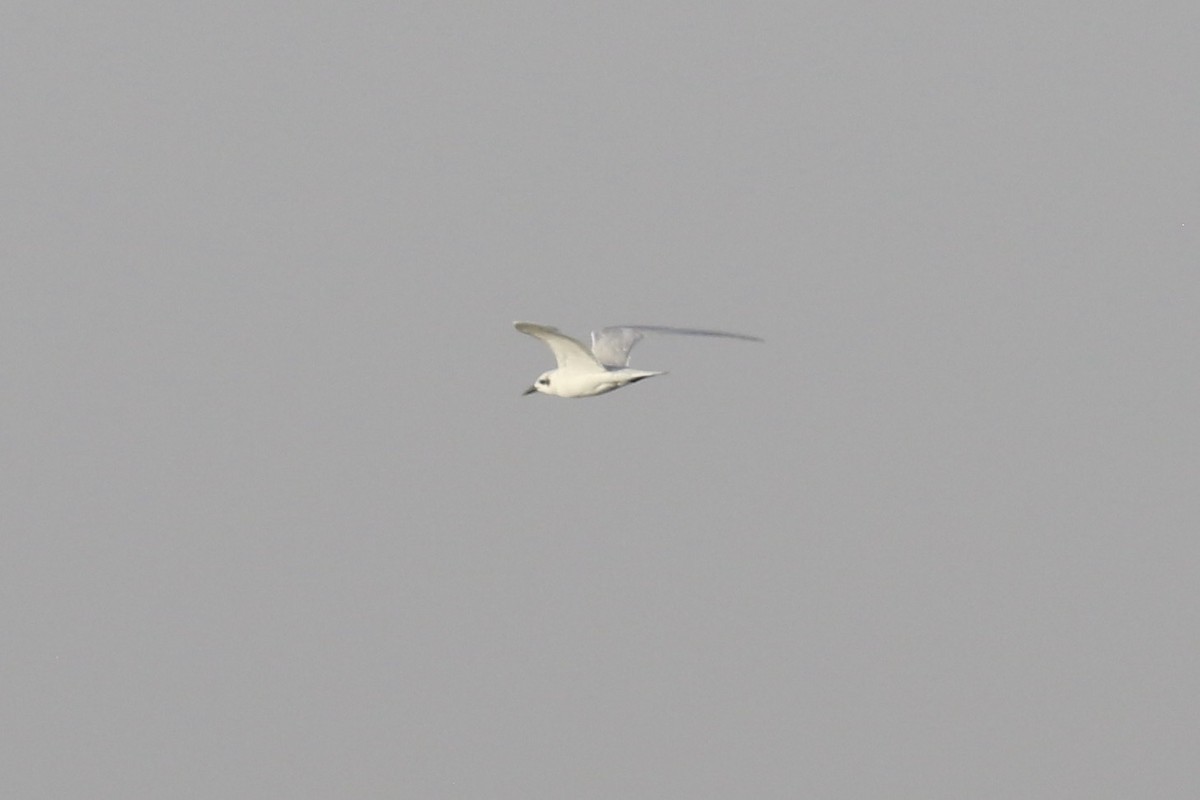 Gull-billed Tern - ML646230119