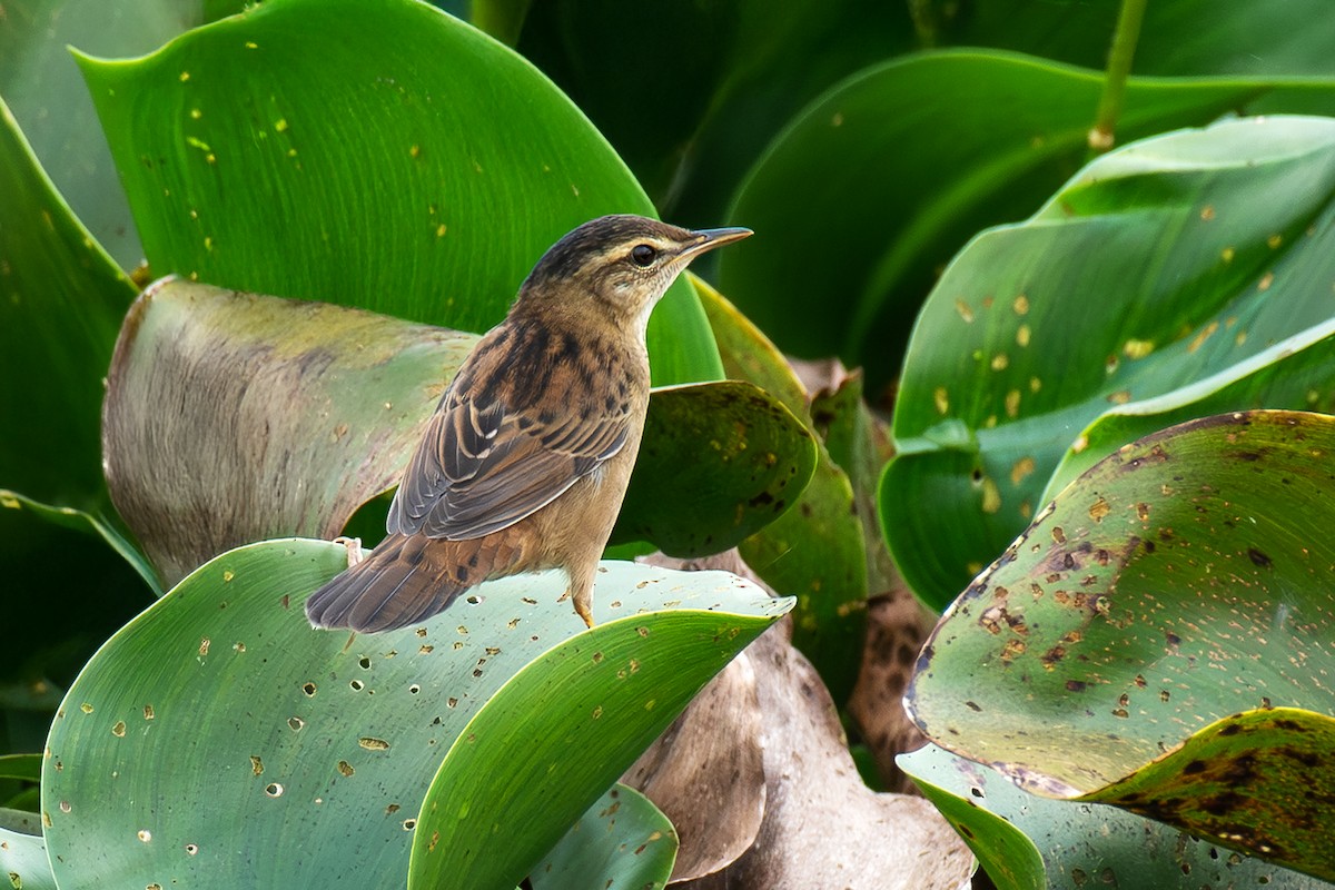 小蝗鶯 - ML646230122