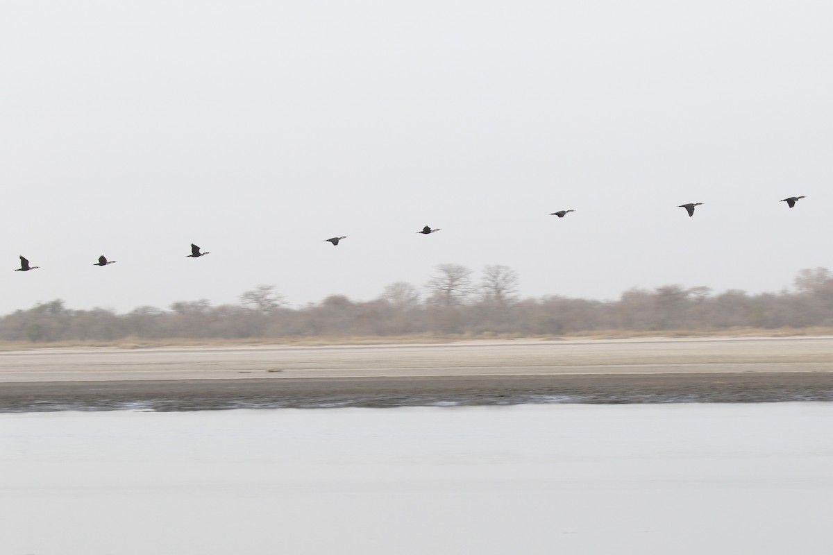 Great Cormorant (White-breasted) - ML646230124
