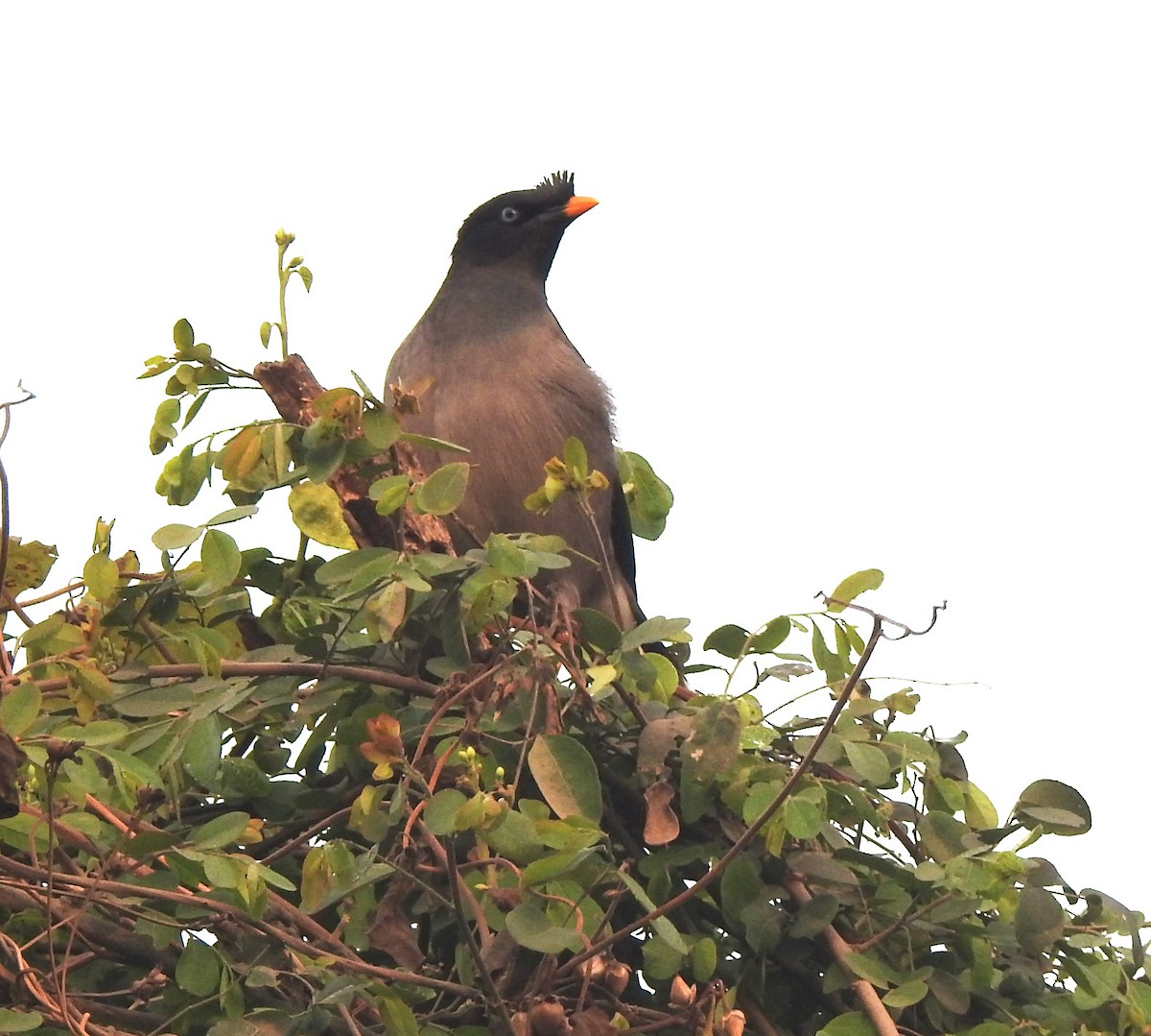Jungle Myna - ML646230130