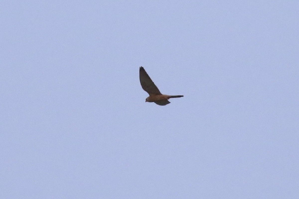 Lesser Kestrel - ML646230131