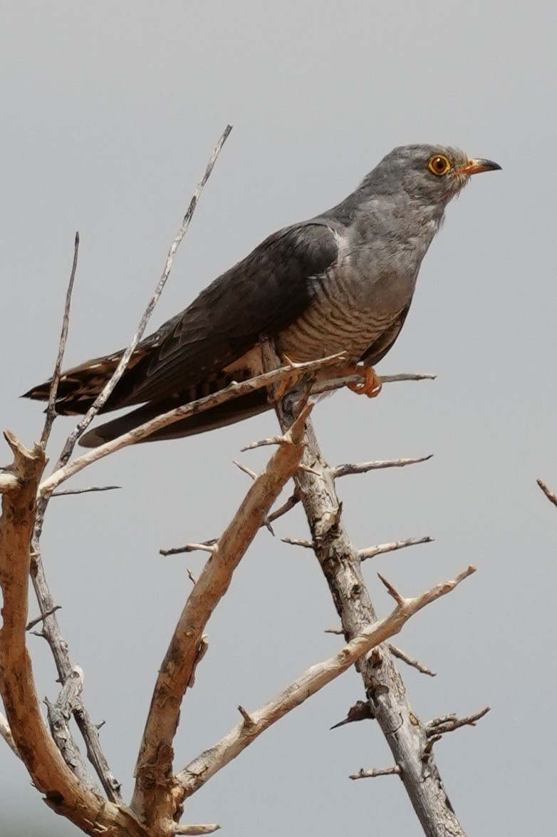 African Cuckoo - ML646230132