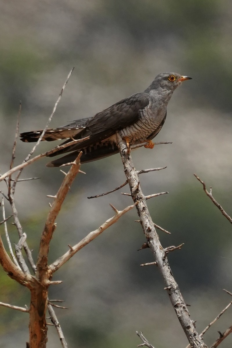 African Cuckoo - ML646230134