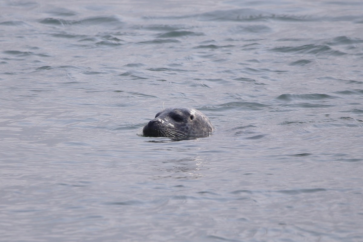 Harbor Seal - ML646230136
