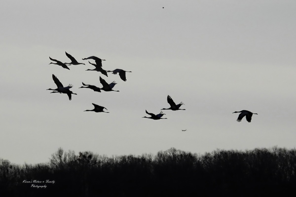 Орог тогоруу - ML646230137