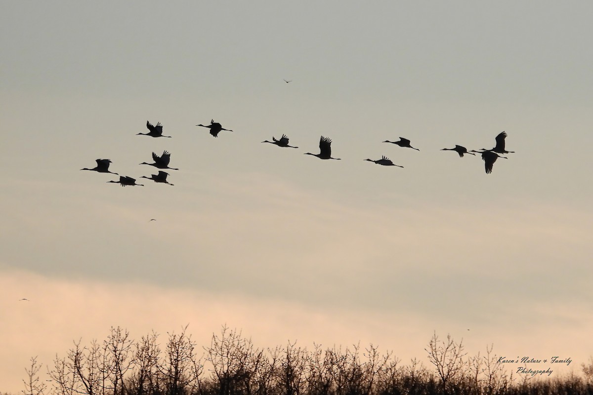 Орог тогоруу - ML646230138