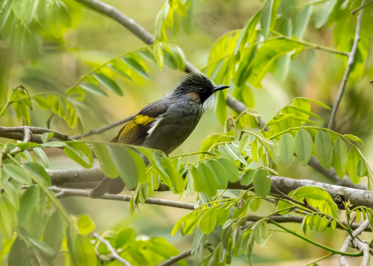 Ashy Bulbul - ML646230141