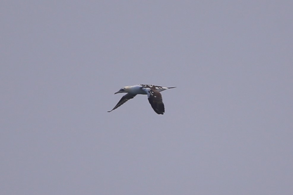 Northern Gannet - ML646230143