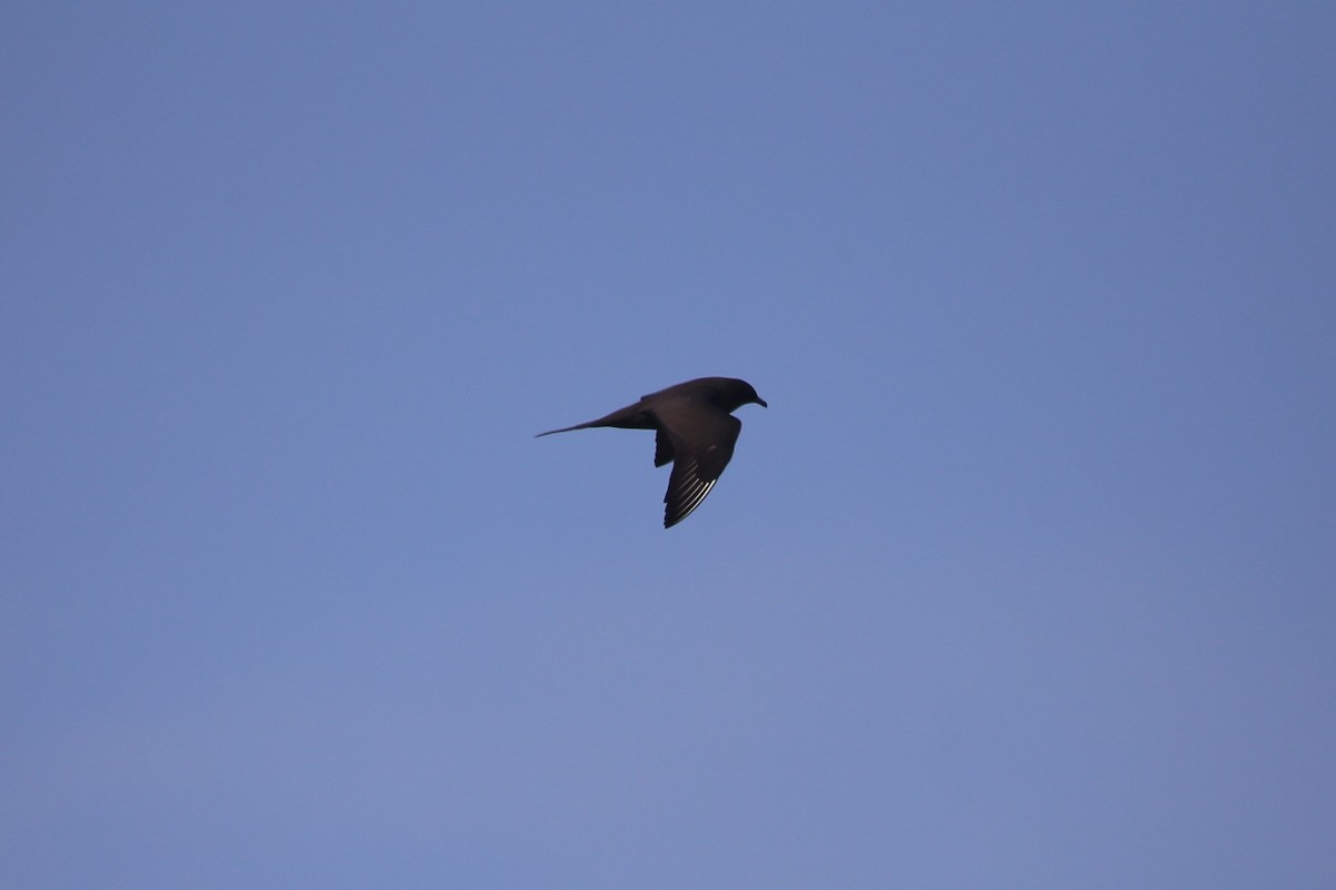 Parasitic Jaeger - ML646230144