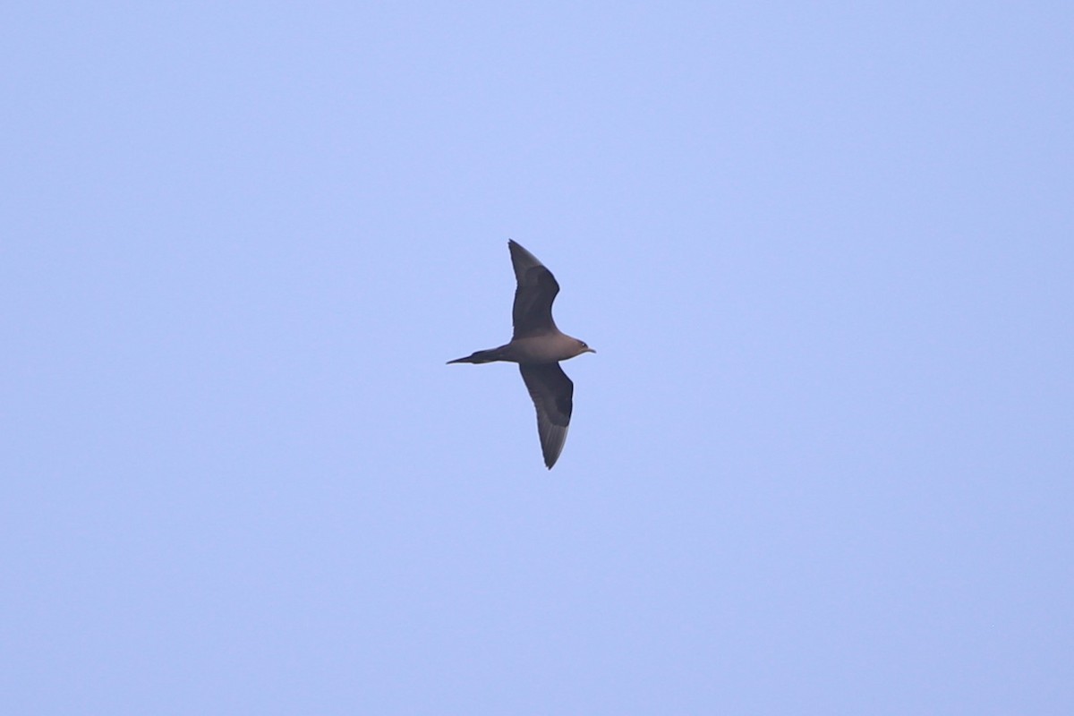 Parasitic Jaeger - ML646230145