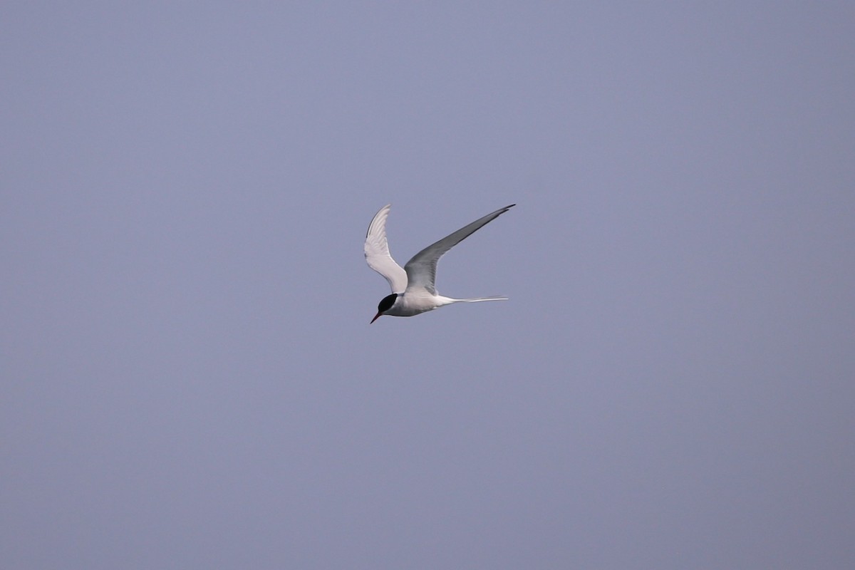 Arctic Tern - ML646230147