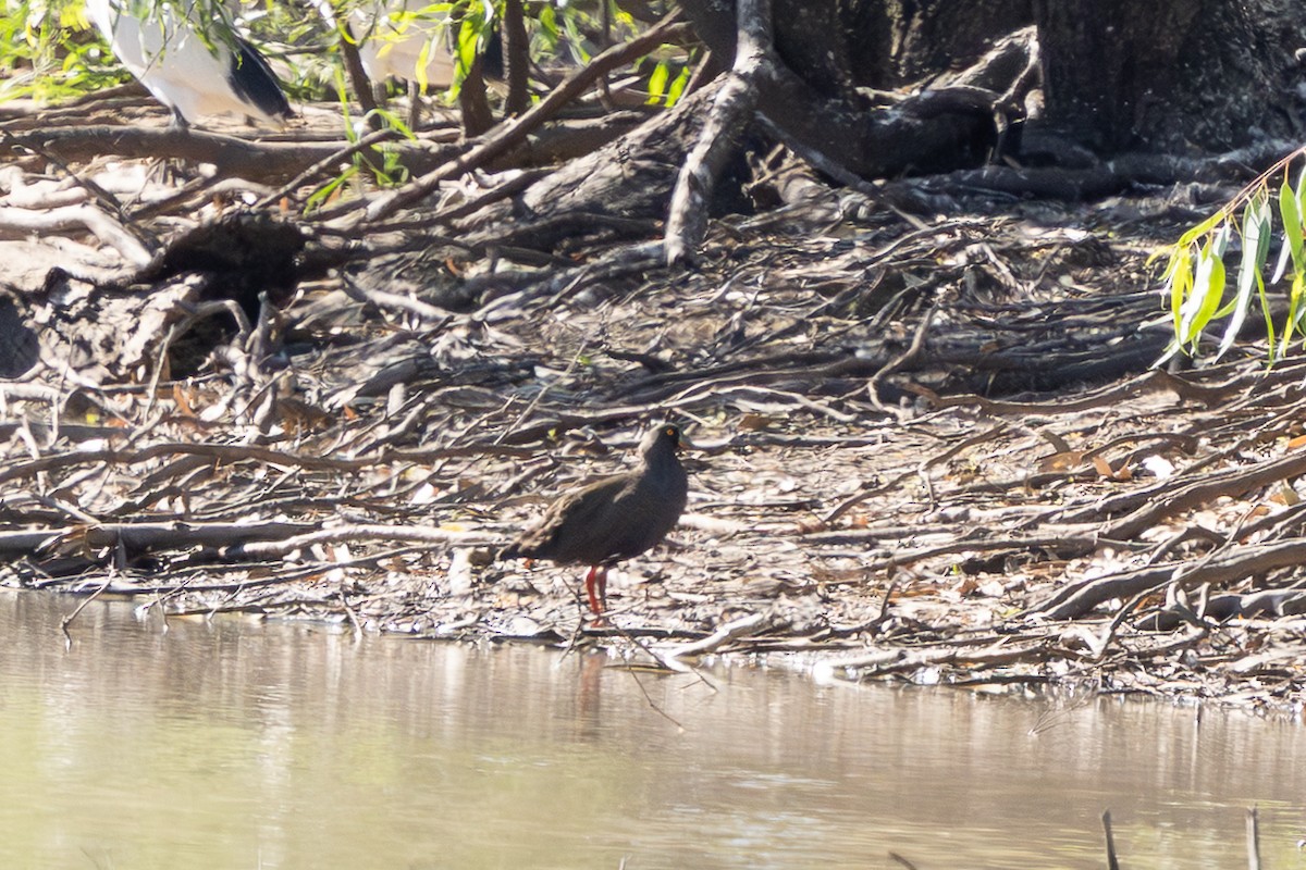 Black-tailed Nativehen - ML646230151