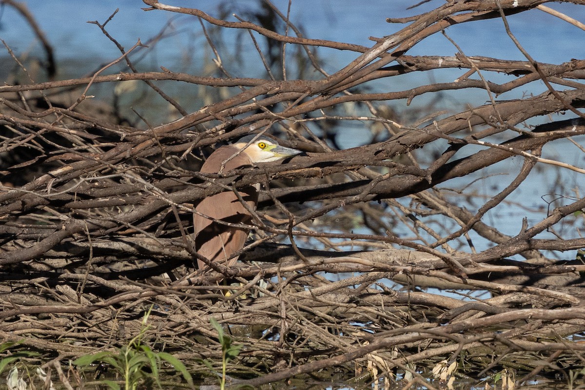 Nankeen Night Heron - ML646230155