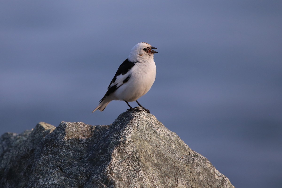 Snow Bunting - ML646230157