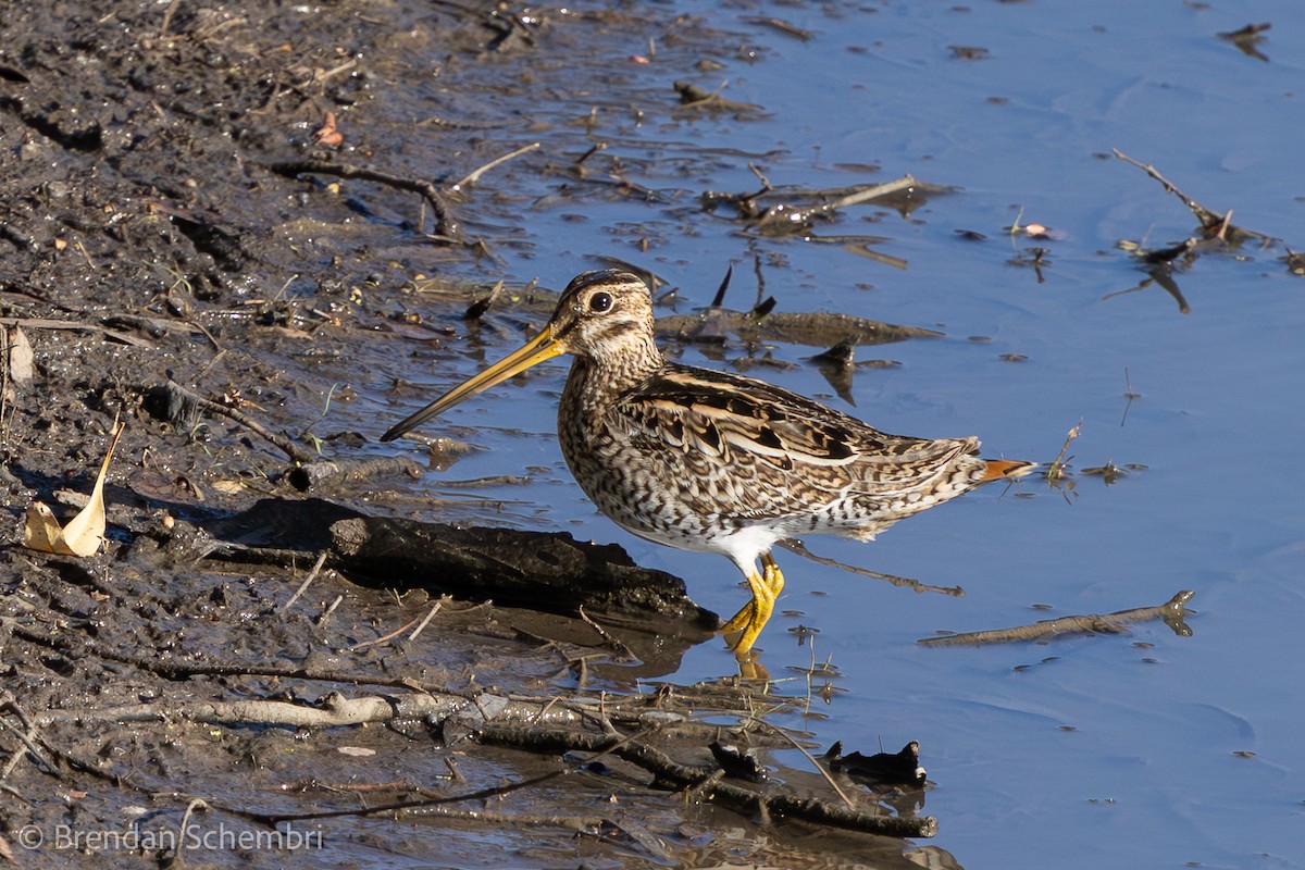 Latham's Snipe - ML646230158