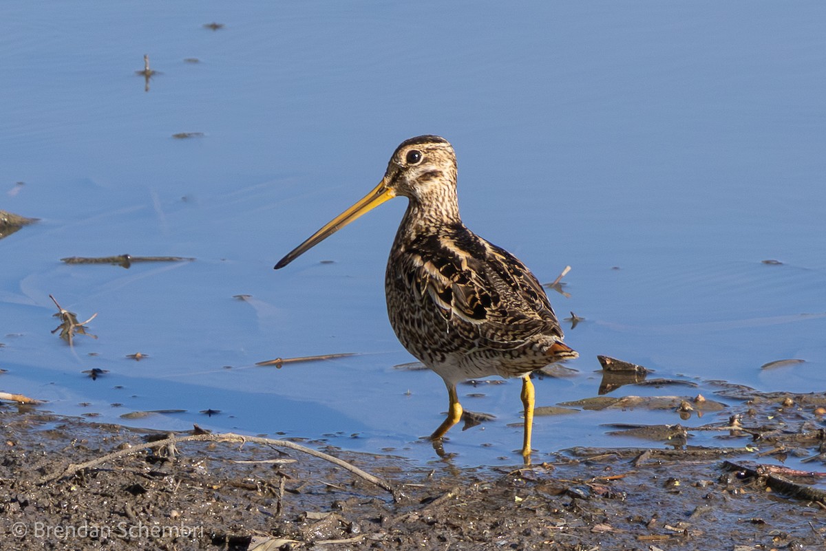 Latham's Snipe - ML646230159