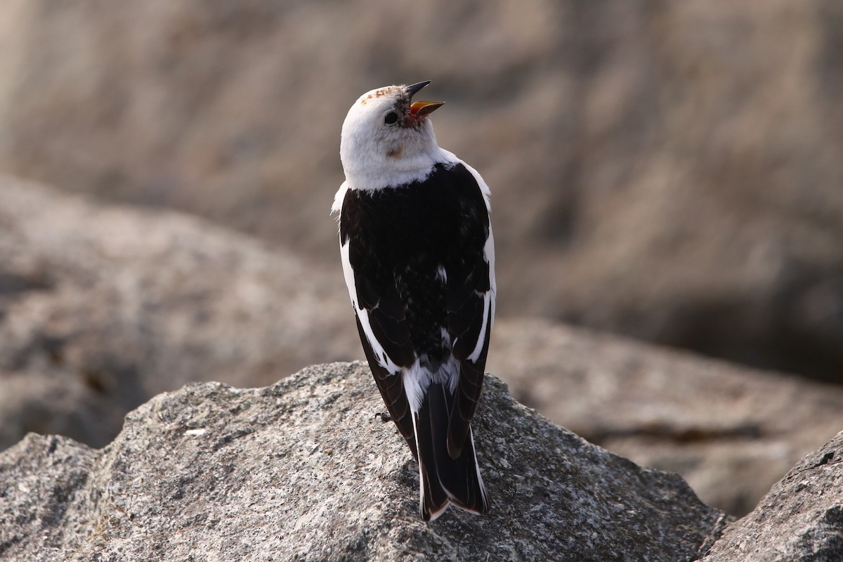 Snow Bunting - ML646230162