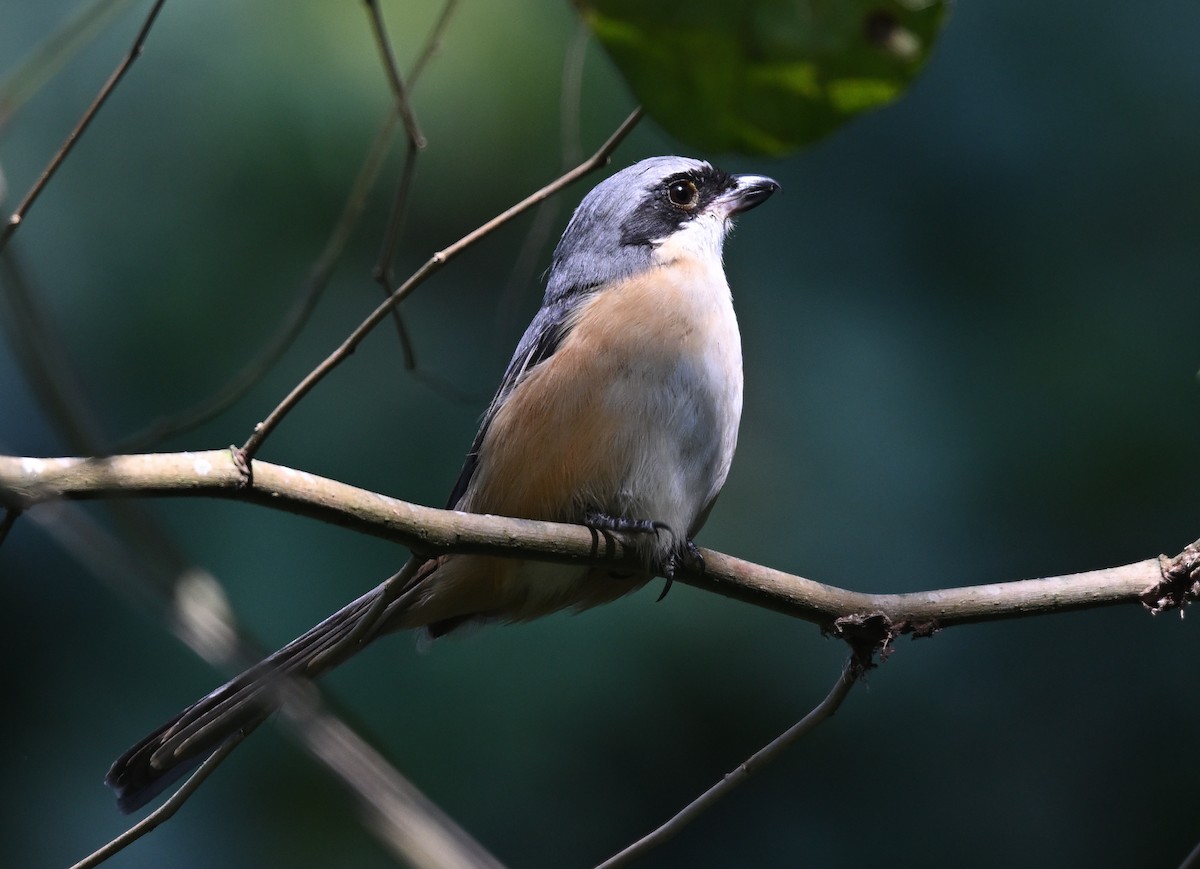 Gray-backed Shrike - ML646230165