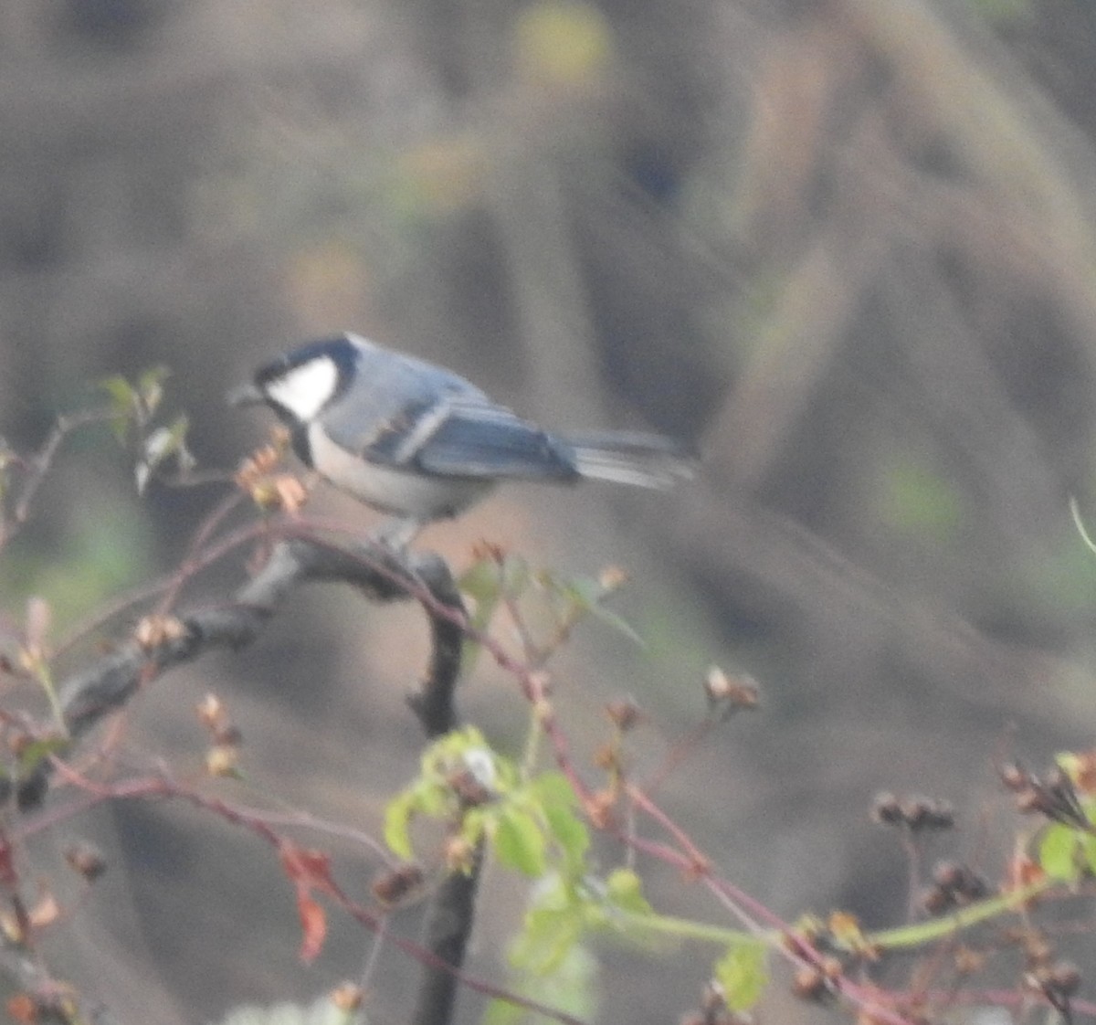 Asian Tit - ML646230170