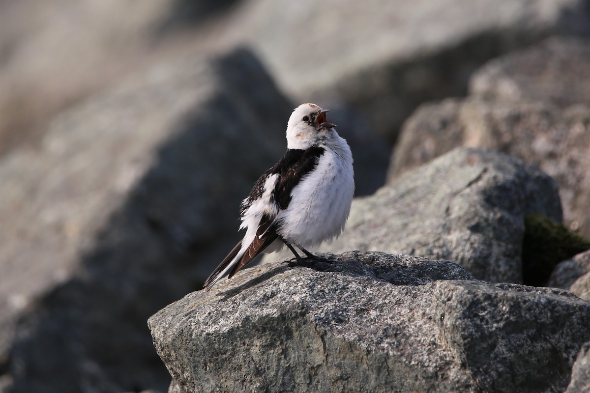 Snow Bunting - ML646230171