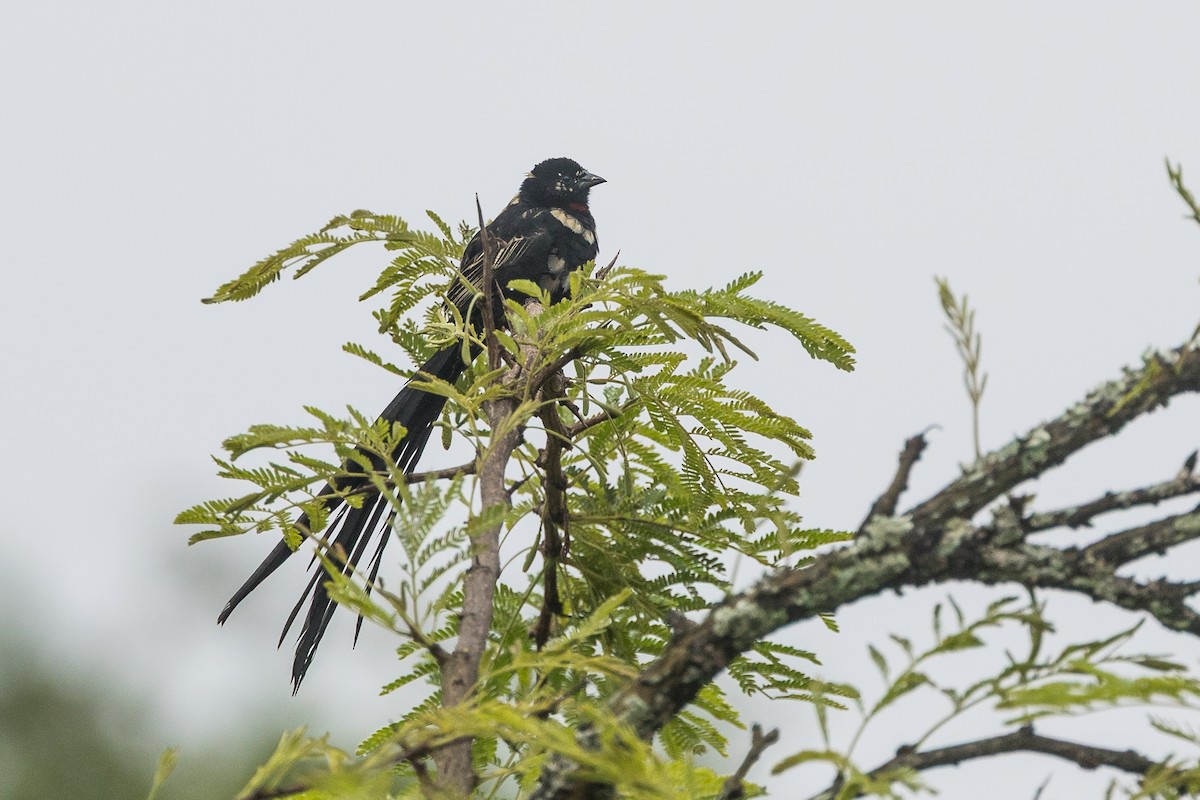Red-collared Widowbird - ML646230177