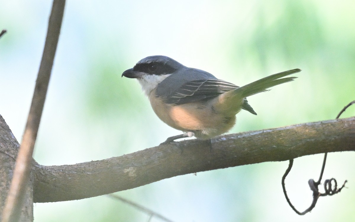 Gray-backed Shrike - ML646230184