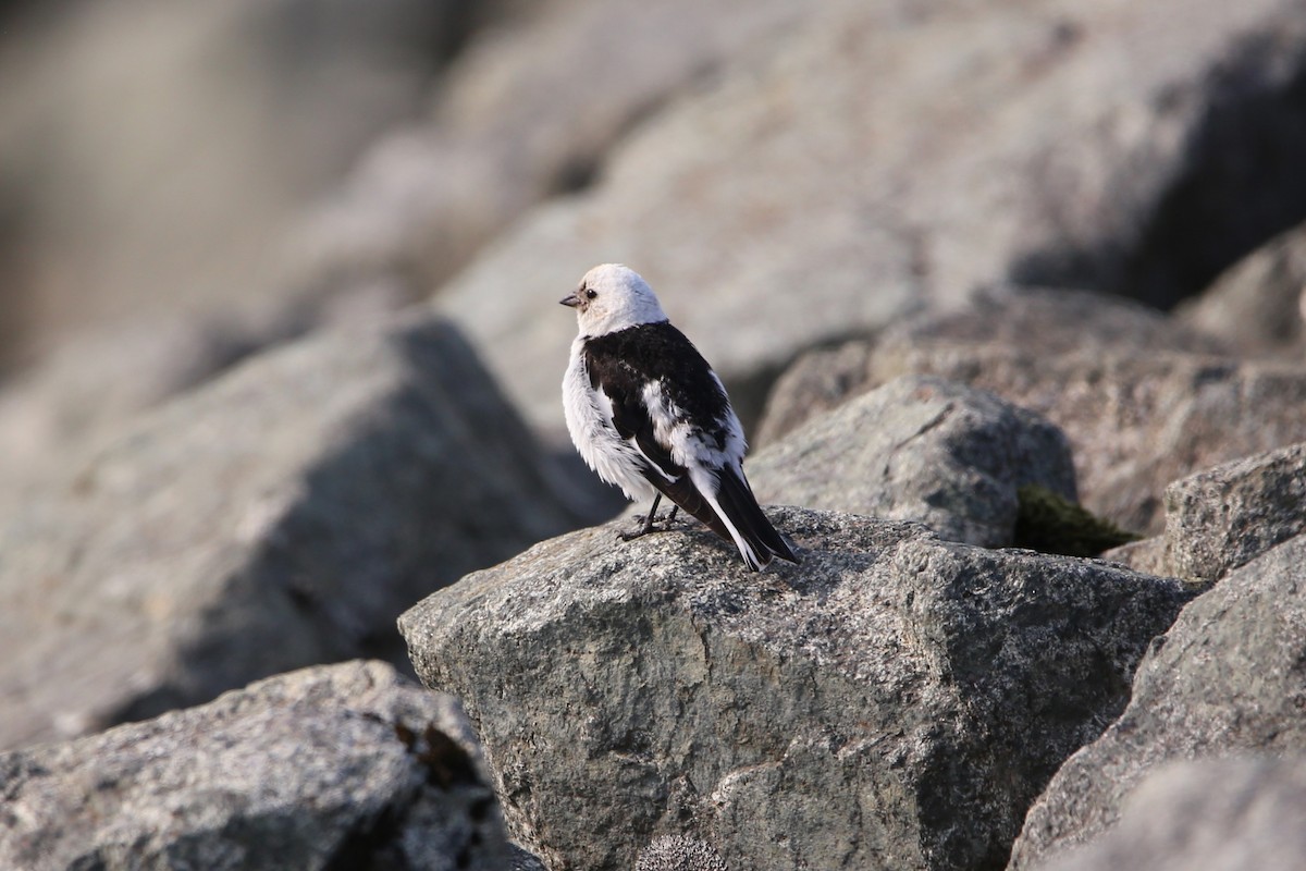 Snow Bunting - ML646230185