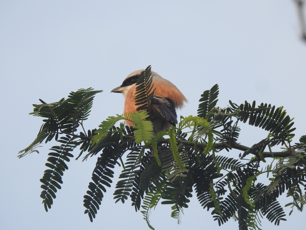 Long-tailed Shrike - ML646230195