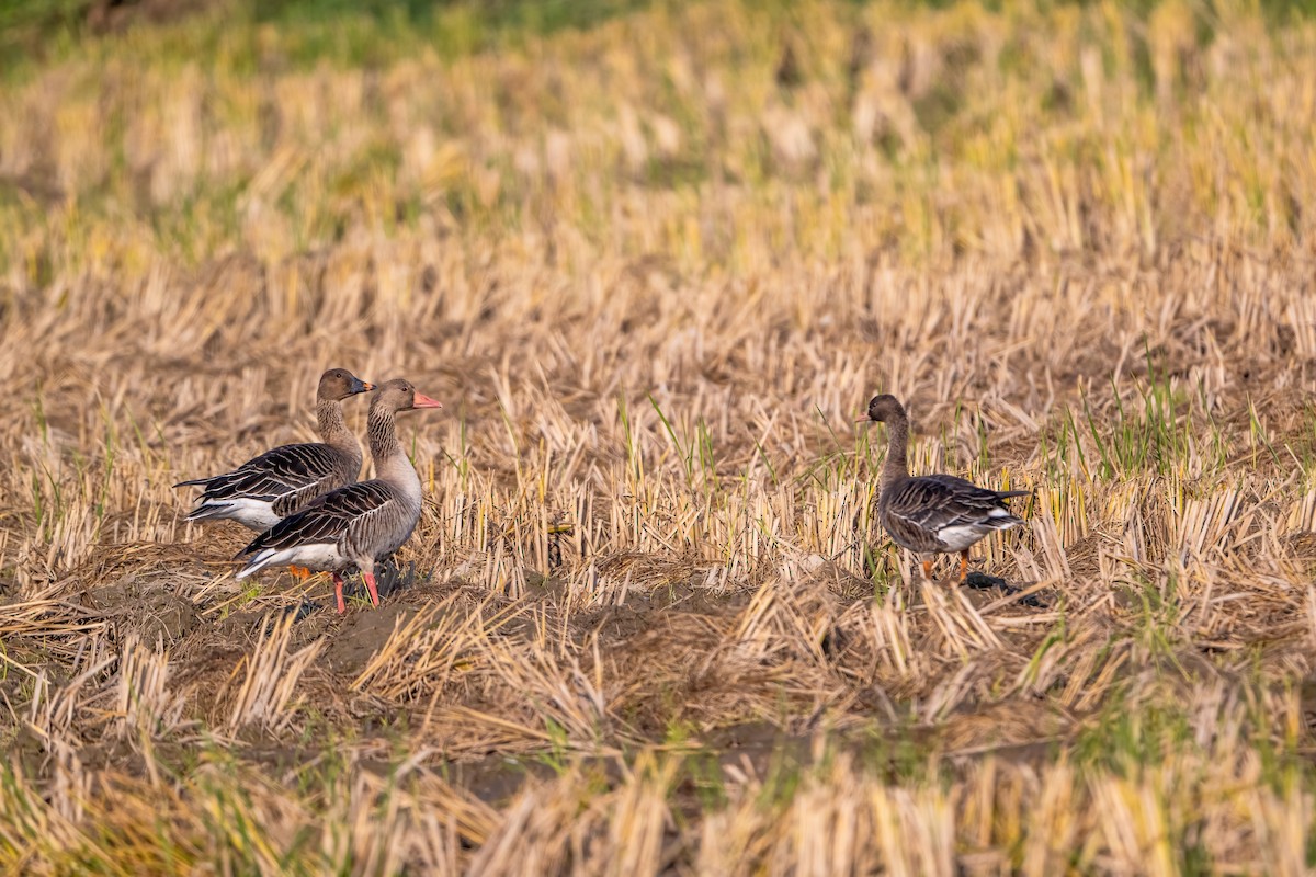 Graylag Goose (Siberian) - ML646230197