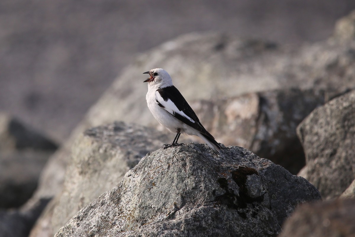 Snow Bunting - ML646230205