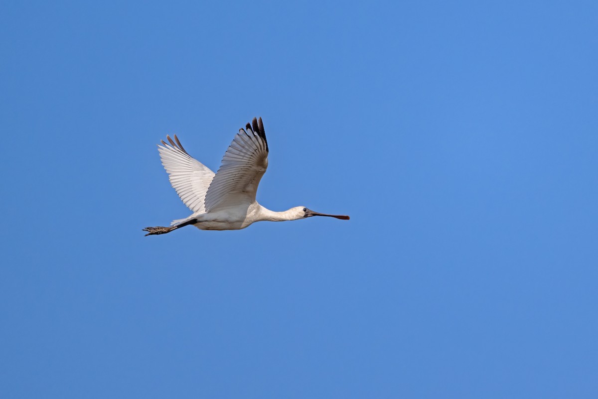 Black-faced Spoonbill - ML646230206