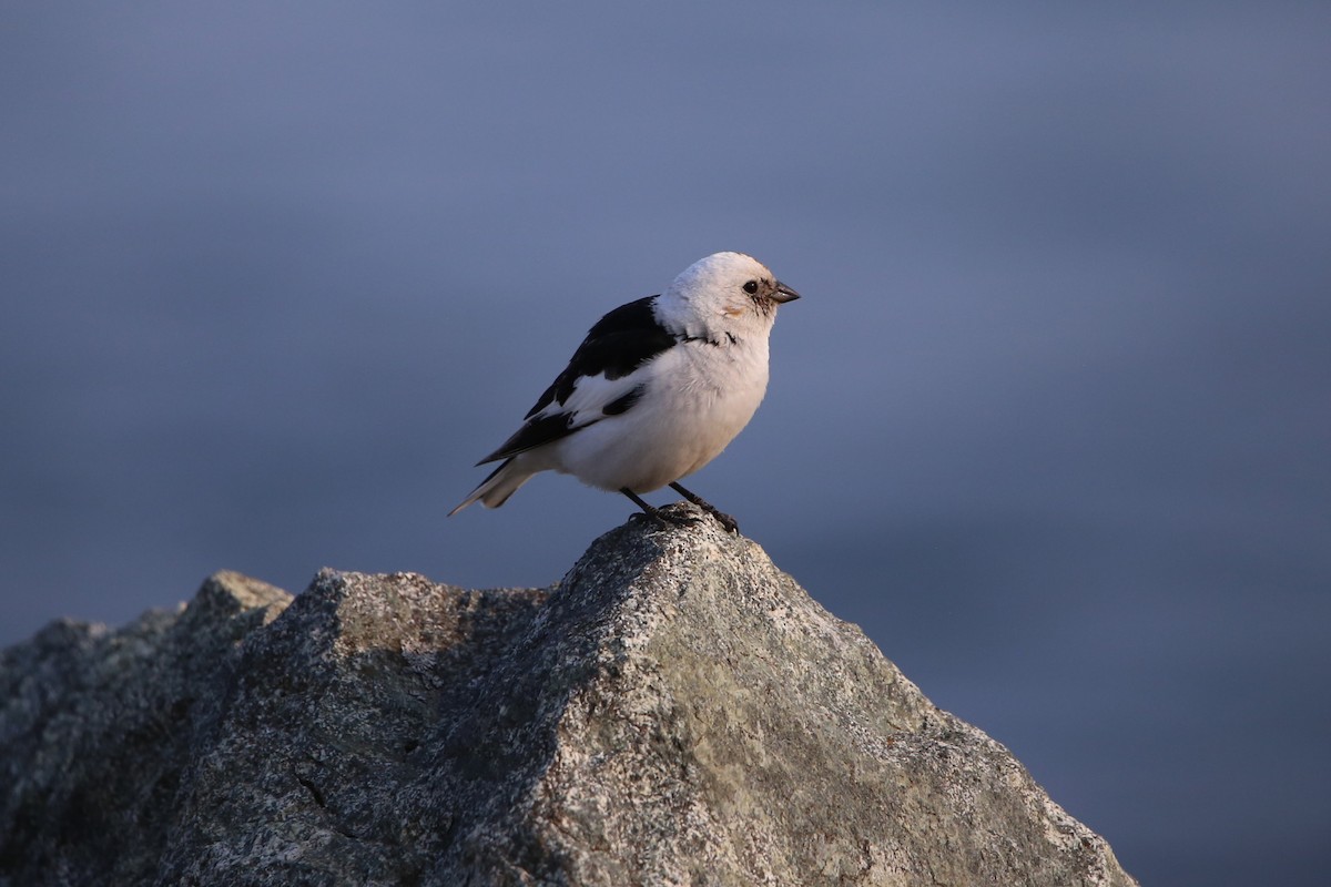 Snow Bunting - ML646230211