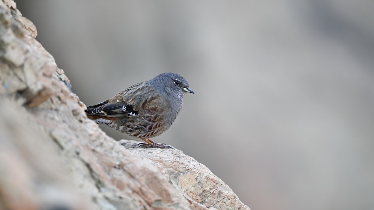 岩鷚 - ML646230212