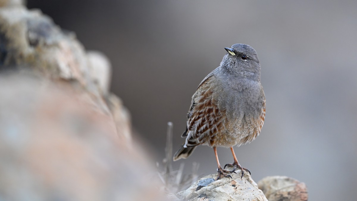 岩鷚 - ML646230213