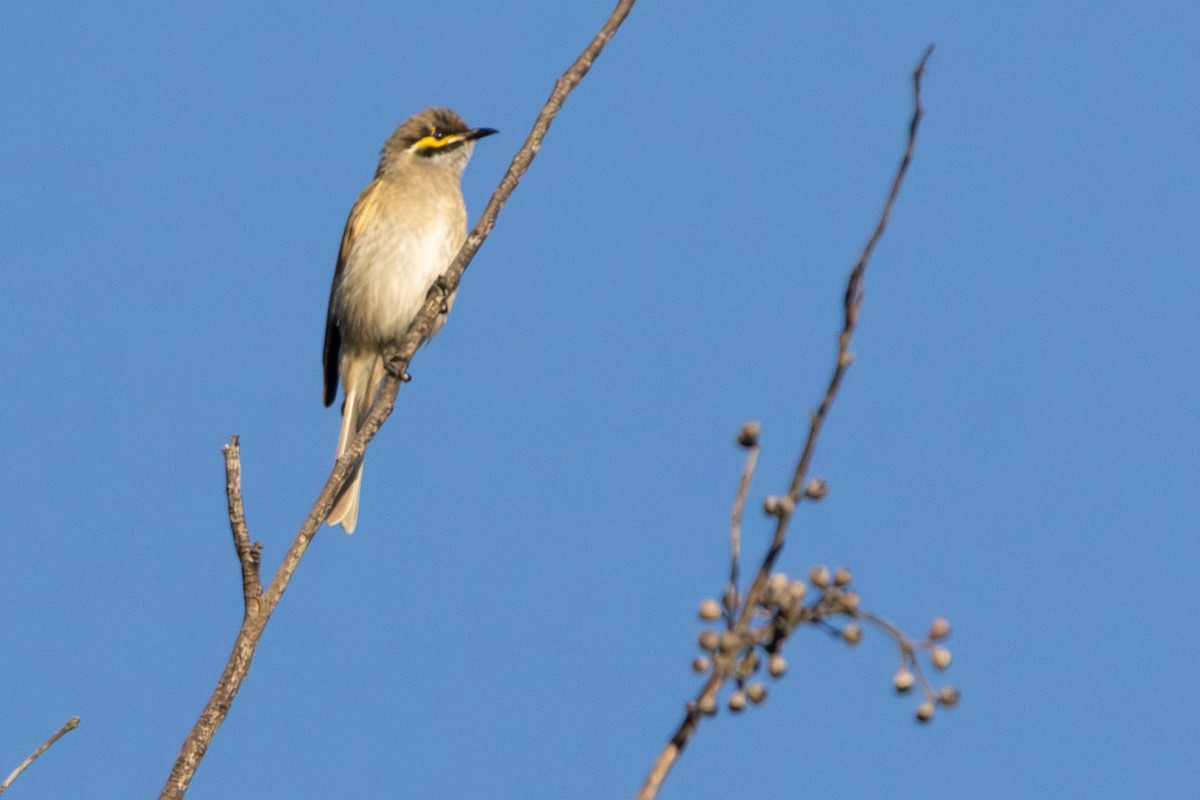 Yellow-faced Honeyeater - ML646230214