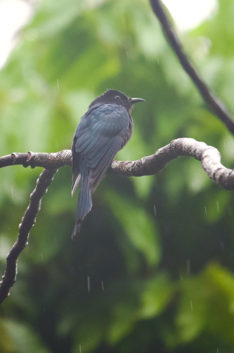 方尾烏鵑 - ML646230215