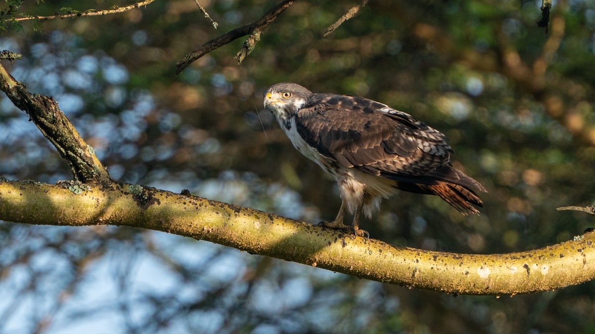 Augur Buzzard - ML646230216