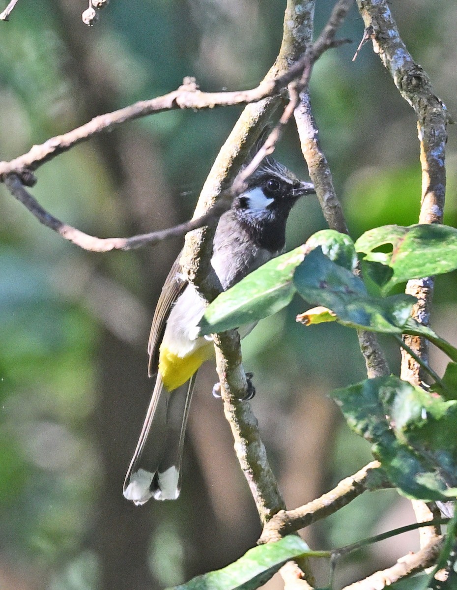 Himalayan Bulbul - ML646230218